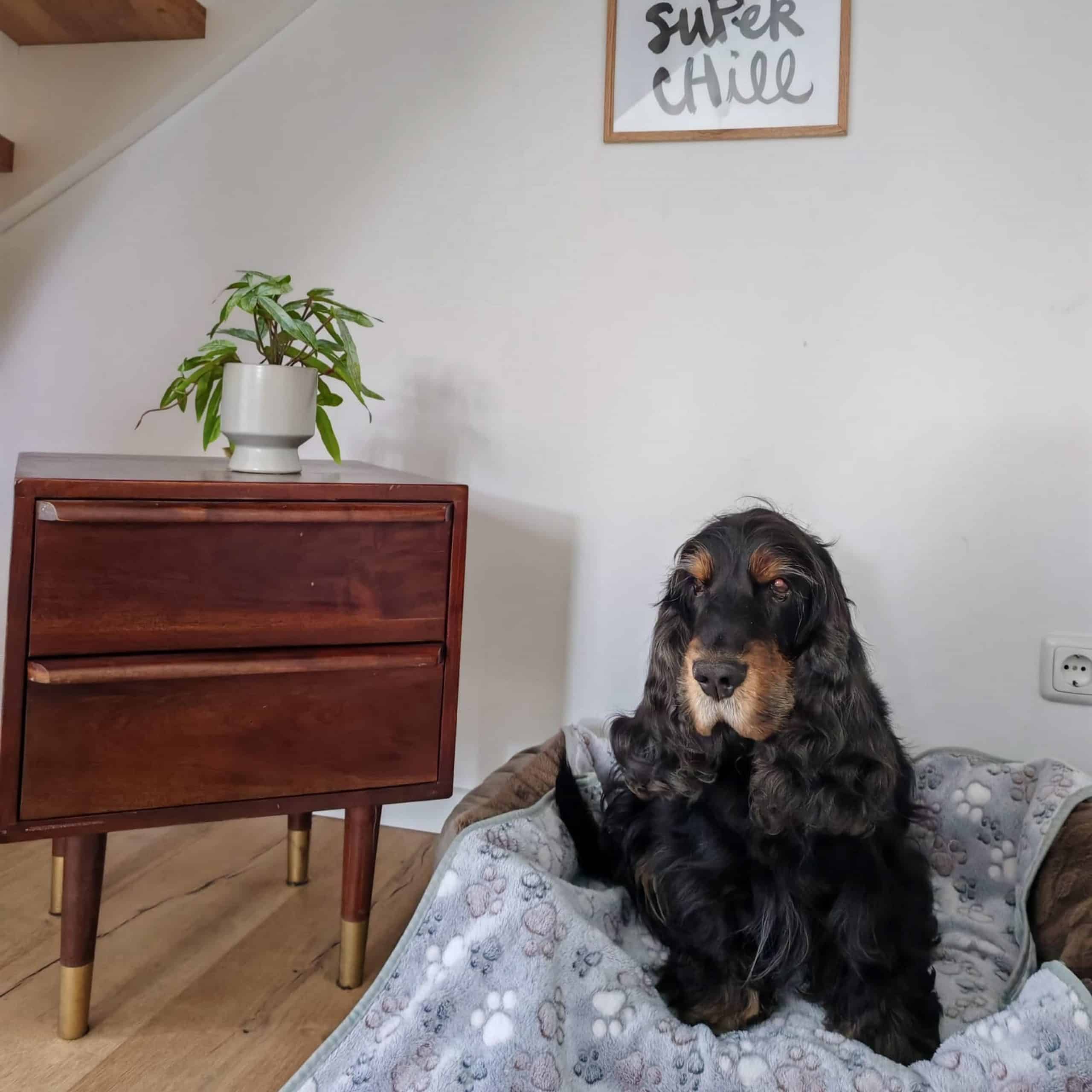 Haus am Seeufer Hund auf Decke